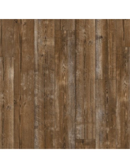 Quick Step - Sosna zachód słońca